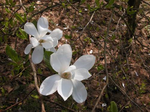 Viermagnolia (Magnolia cf. salicifolia)